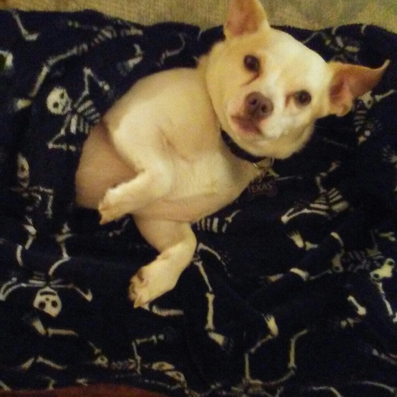 PET FRIENDLY - Picture 5 of 8